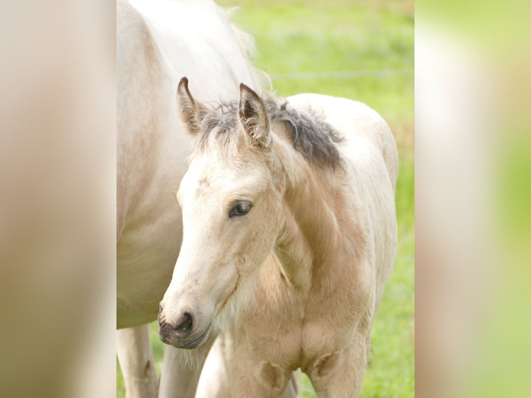 Mangalarga Marchador Stute 1 Jahr 153 cm Buckskin in Neuenkirchen