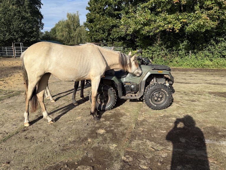 Mangalarga Marchador Stute 1 Jahr 153 cm Buckskin in Neuenkirchen