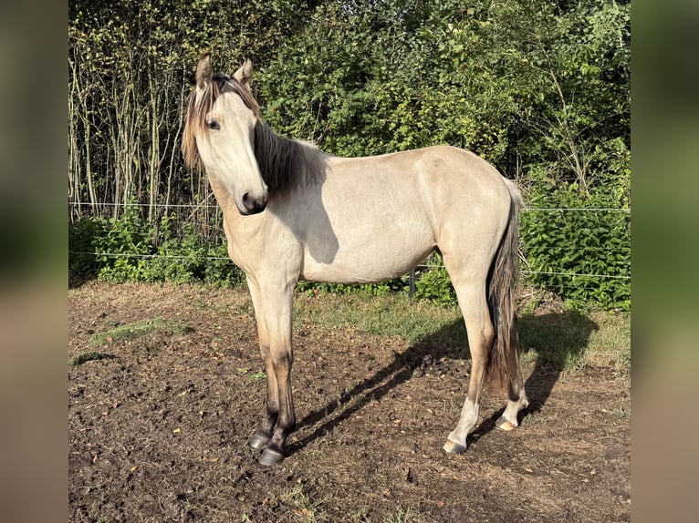 Mangalarga Marchador Stute 1 Jahr 153 cm Buckskin in Neuenkirchen