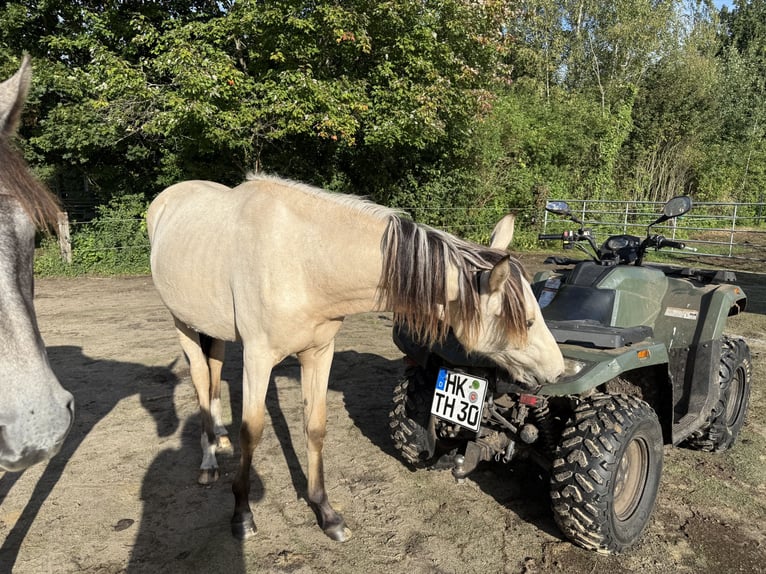 Mangalarga Marchador Stute 1 Jahr 153 cm Buckskin in Neuenkirchen