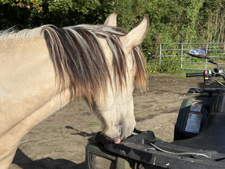 Mangalarga Marchador Stute 1 Jahr 153 cm Buckskin in Neuenkirchen