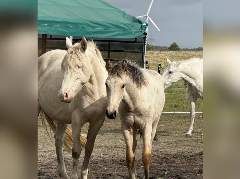 Mangalarga Marchador Stute 1 Jahr 153 cm Buckskin in Neuenkirchen