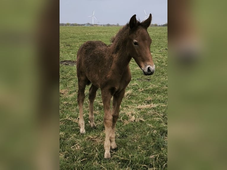 Mangalarga Marchador Stute 1 Jahr 153 cm Rotschimmel in Neuenkirchen