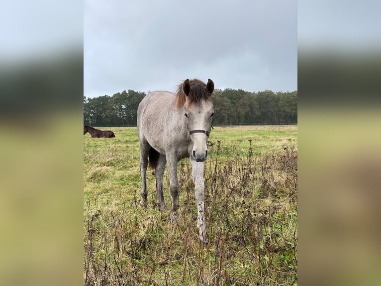 Mangalarga Marchador Stute 1 Jahr 153 cm Rotschimmel in Neuenkirchen