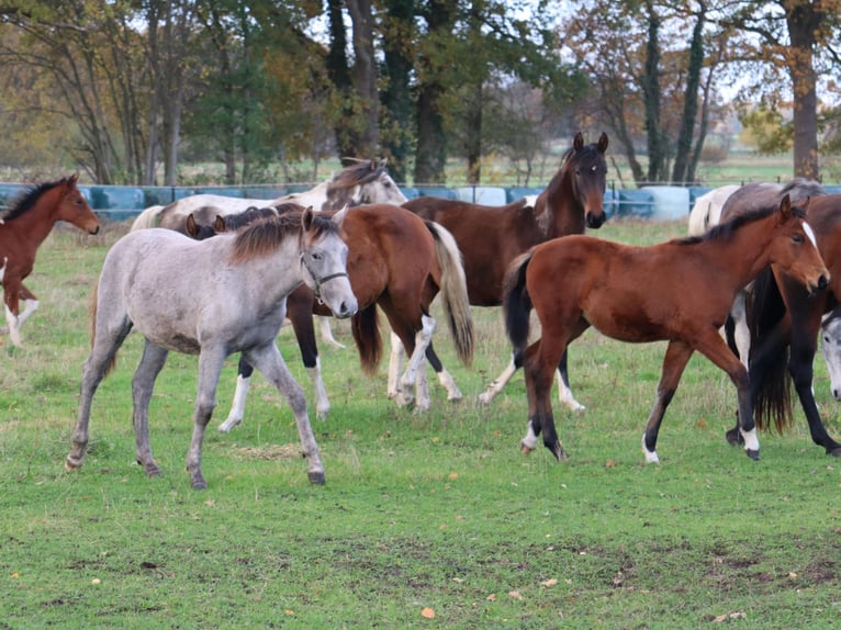 Mangalarga Marchador Stute 1 Jahr 153 cm Rotschimmel in Neuenkirchen