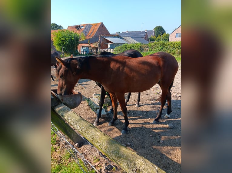 Mangalarga Marchador Stute 2 Jahre 148 cm Rotbrauner in ghislenghien