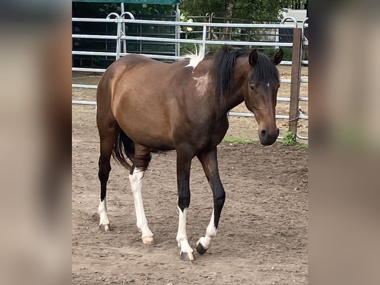 Mangalarga Marchador Stute 2 Jahre 155 cm Schecke in Neuenkirchen