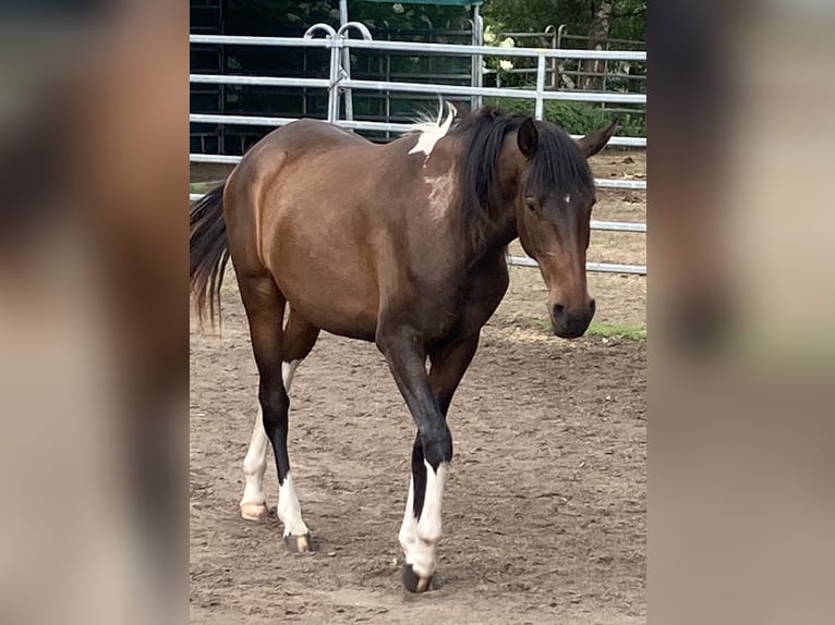 Mangalarga Marchador Stute 2 Jahre 155 cm Schecke in Neuenkirchen