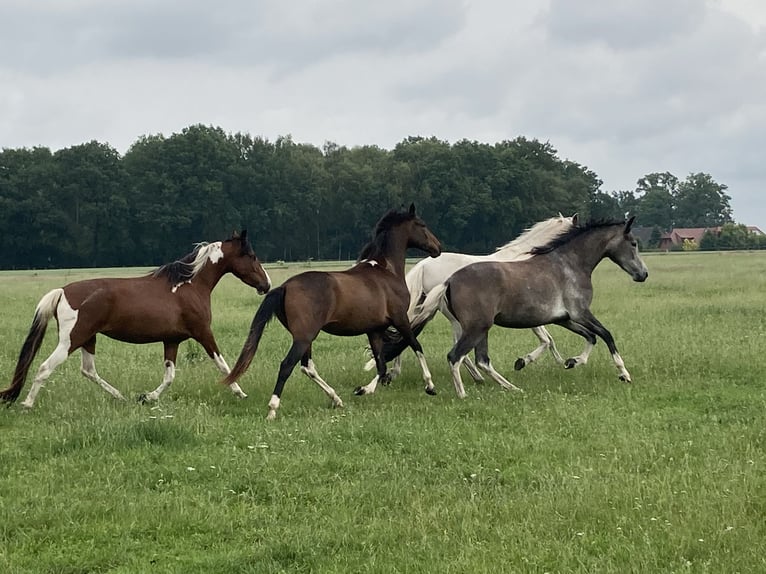 Mangalarga Marchador Stute 2 Jahre 155 cm Schecke in Neuenkirchen