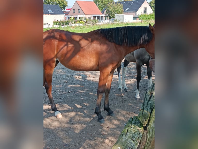 Mangalarga Marchador Stute 3 Jahre 148 cm Rotbrauner in ghislenghien