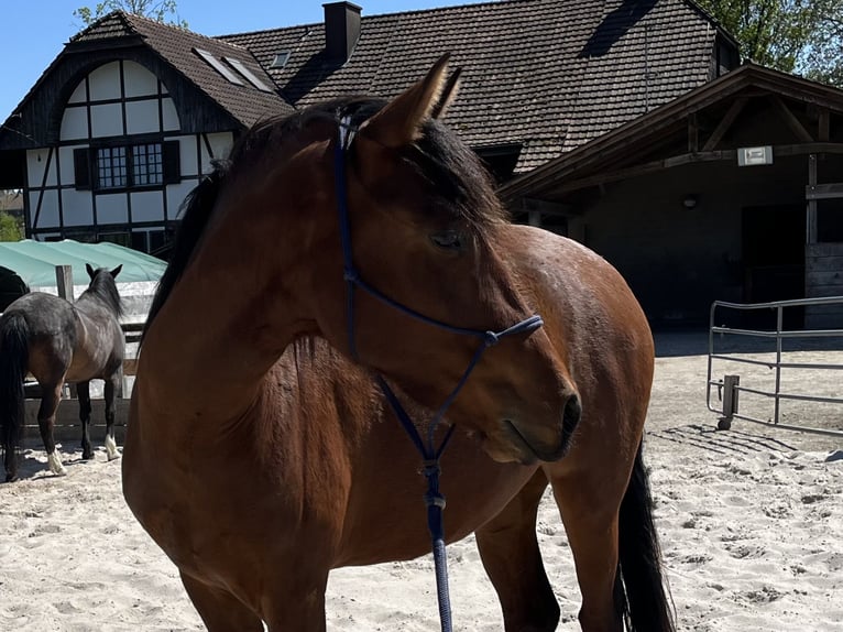 Mangalarga Marchador Stute 3 Jahre 152 cm Brauner in Diessbach