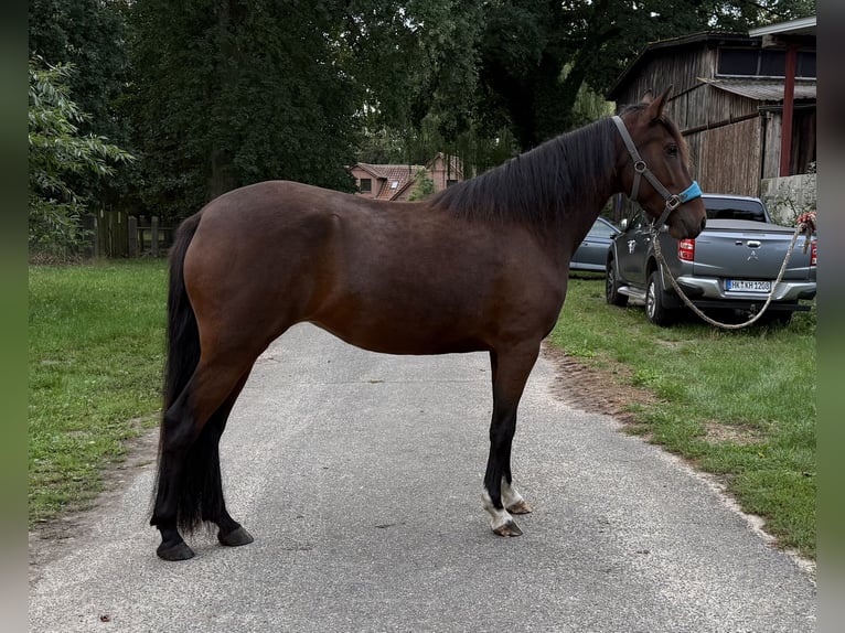 Mangalarga Marchador Stute 3 Jahre 153 cm Brauner in Neuenkirchen