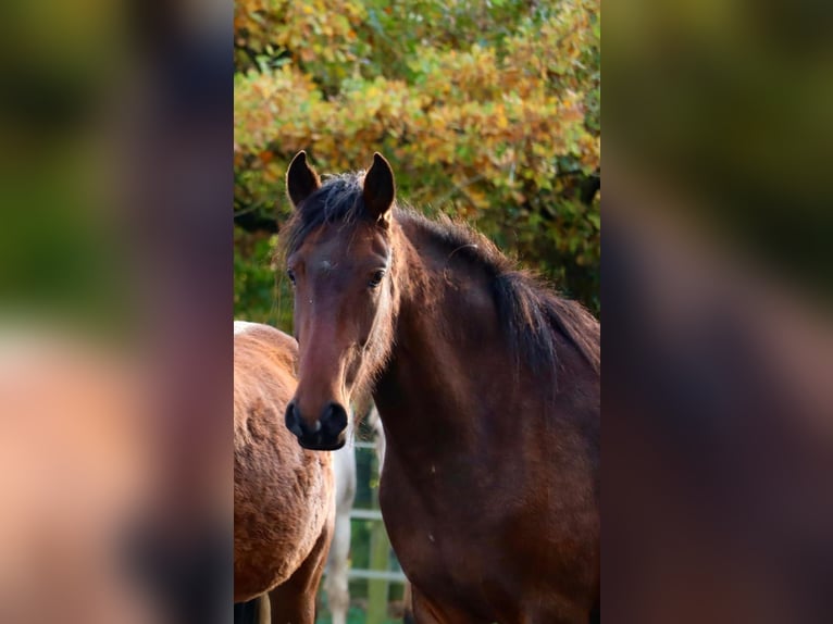 Mangalarga Marchador Stute 3 Jahre 153 cm Brauner in Neuenkirchen