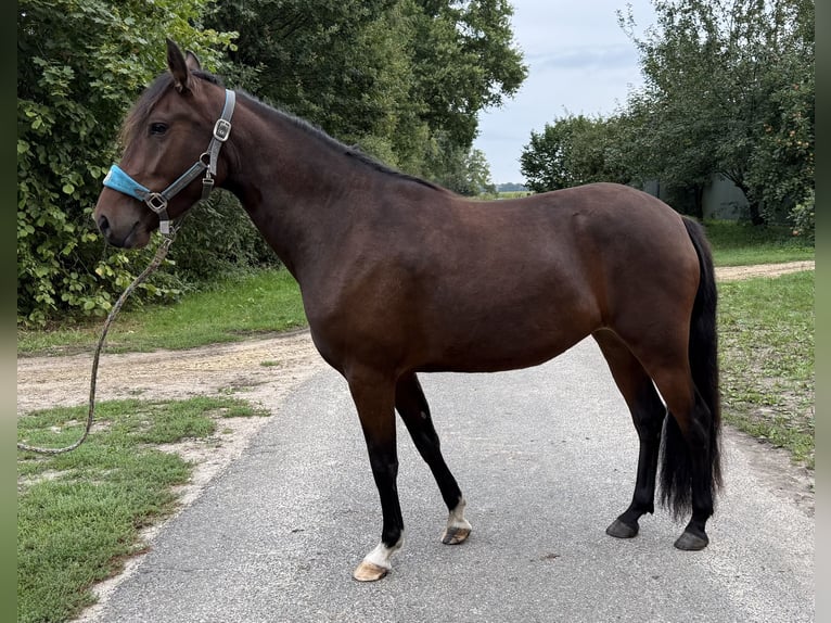 Mangalarga Marchador Stute 3 Jahre 153 cm Brauner in Neuenkirchen
