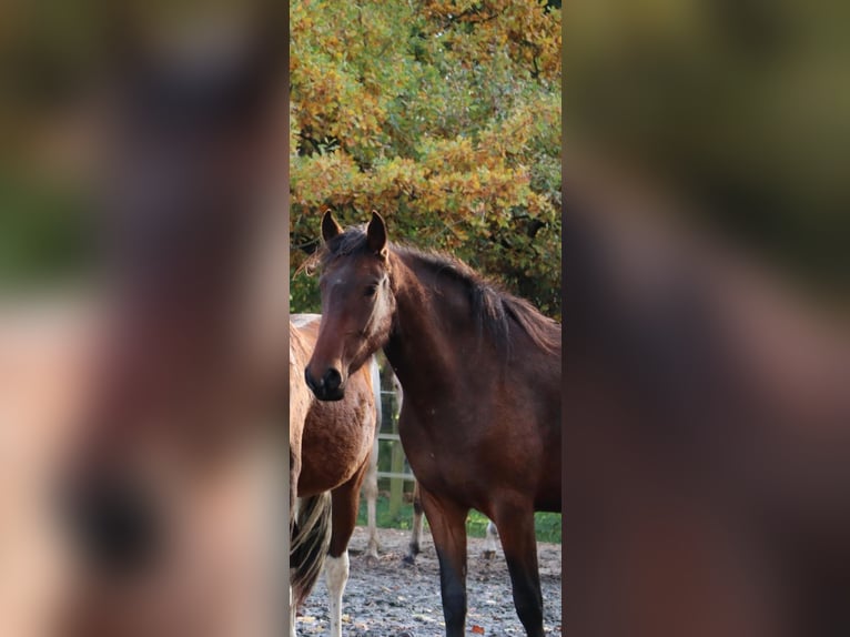 Mangalarga Marchador Stute 3 Jahre 153 cm Brauner in Neuenkirchen