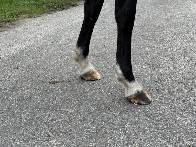 Mangalarga Marchador Stute 3 Jahre 153 cm Brauner in Neuenkirchen