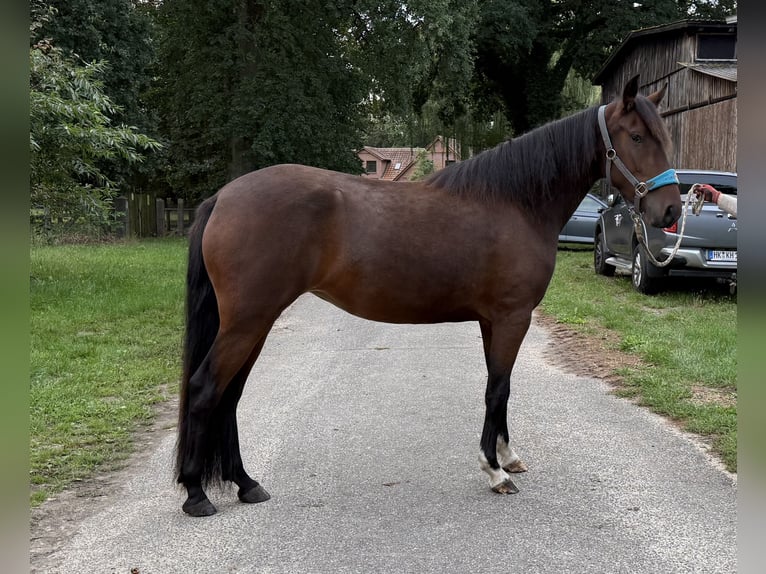 Mangalarga Marchador Stute 3 Jahre 153 cm Brauner in Neuenkirchen