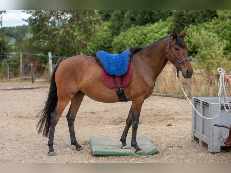 Mangalarga Marchador Stute 4 Jahre 147 cm Brauner in Nijmegen