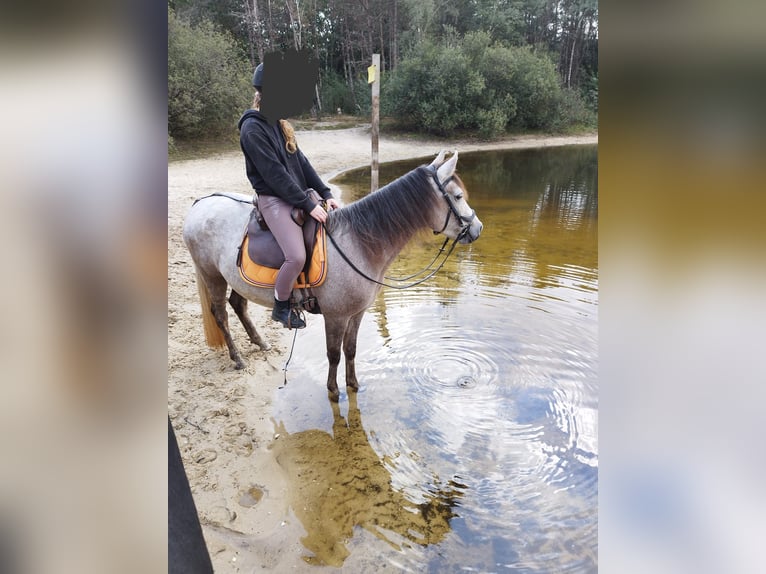 Mangalarga Marchador Stute 5 Jahre 147 cm Rotschimmel in Wilbertoord