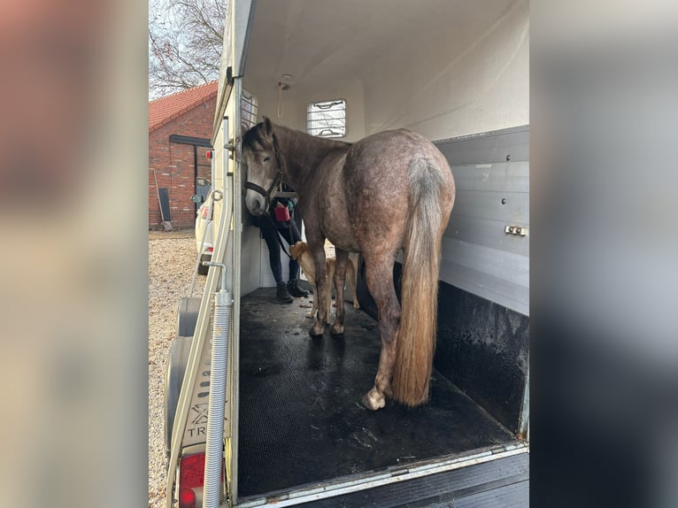 Mangalarga Marchador Stute 5 Jahre 147 cm Rotschimmel in Wilbertoord