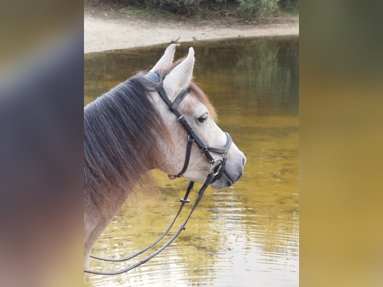 Mangalarga Marchador Stute 5 Jahre 147 cm Rotschimmel in Wilbertoord