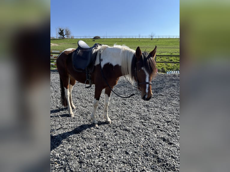 Mangalarga Marchador Stute 5 Jahre 152 cm Schecke in Diessbach