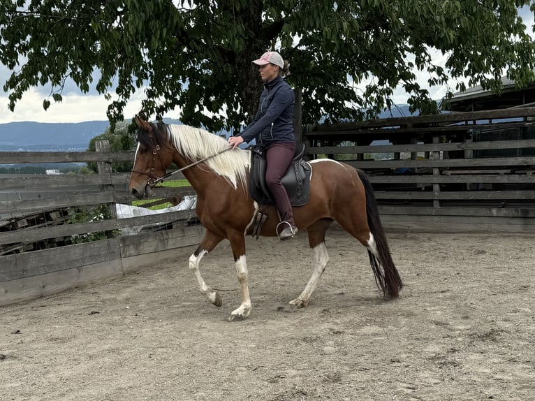 Mangalarga Marchador Stute 5 Jahre 152 cm Schecke in Diessbach