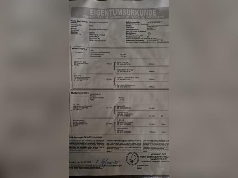 Mangalarga Marchador Stute 8 Jahre 140 cm Schecke in Mossautal