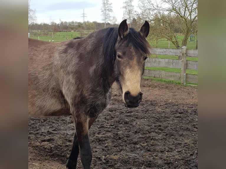 Mangalarga Marchador Stute 8 Jahre 149 cm Buckskin in Gram