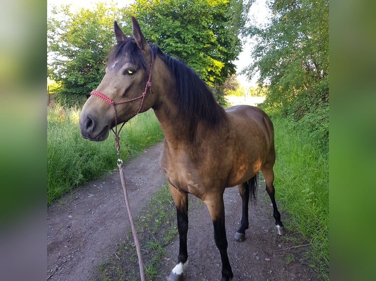 Mangalarga Marchador Stute 8 Jahre 149 cm Buckskin in Gram