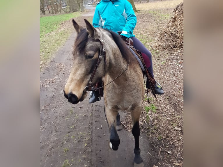 Mangalarga Marchador Stute 8 Jahre 149 cm Buckskin in Gram