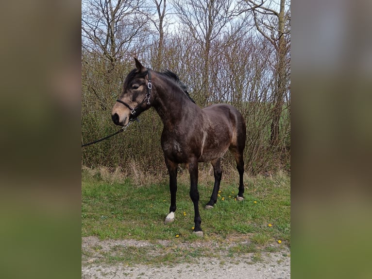 Mangalarga Marchador Stute 8 Jahre 149 cm Buckskin in Gram