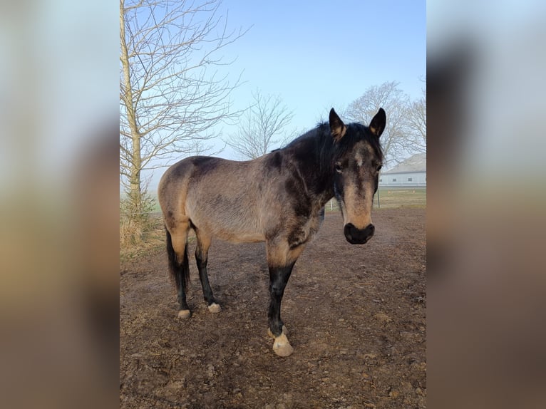 Mangalarga Marchador Stute 8 Jahre 149 cm Buckskin in Gram