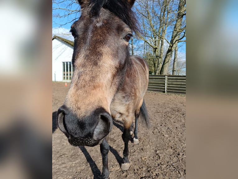 Mangalarga Marchador Stute 8 Jahre 149 cm Buckskin in Gram
