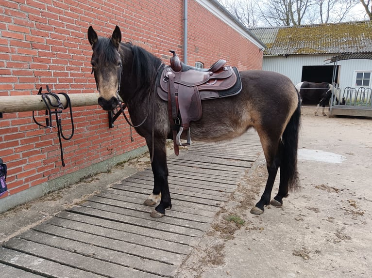Mangalarga Marchador Stute 8 Jahre 149 cm Buckskin in Gram