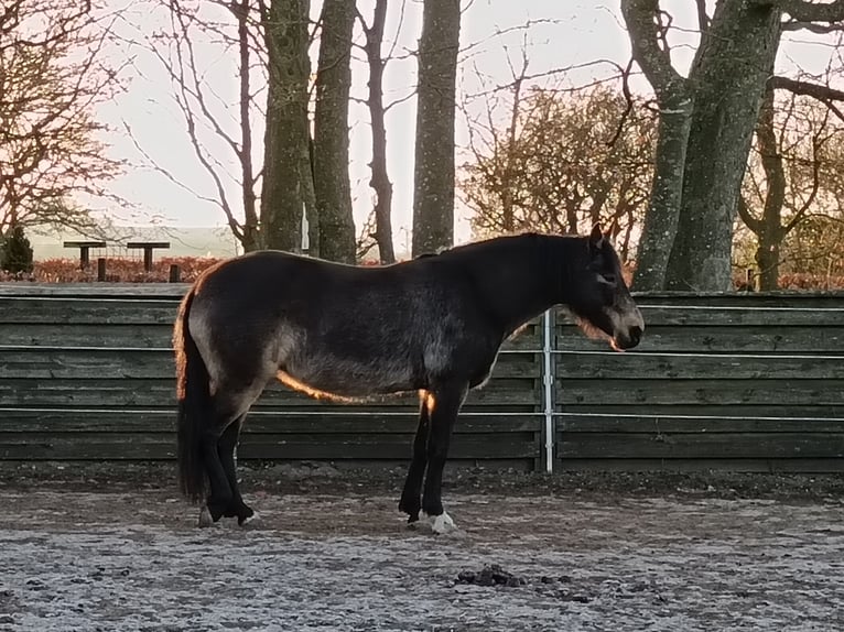 Mangalarga Marchador Stute 8 Jahre 149 cm Buckskin in Gram