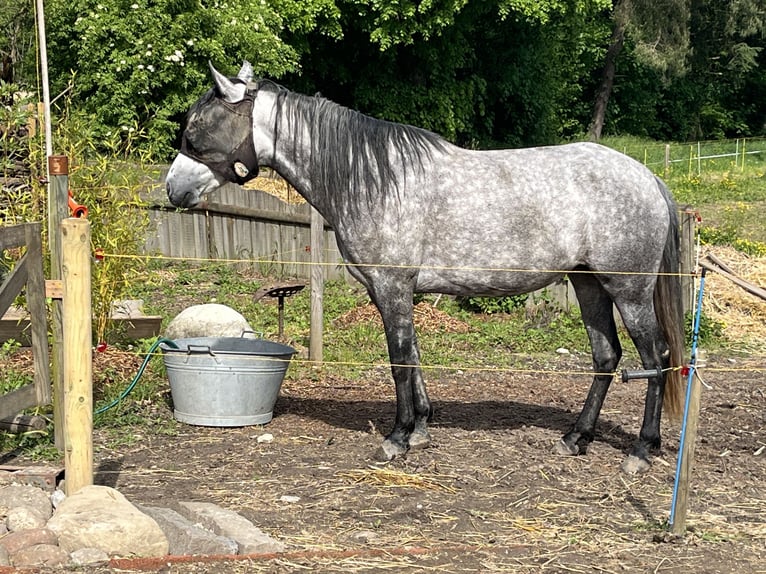 Mangalarga Marchador Stute 8 Jahre 149 cm Fliegenschimmel in Belmont sur Yverdon