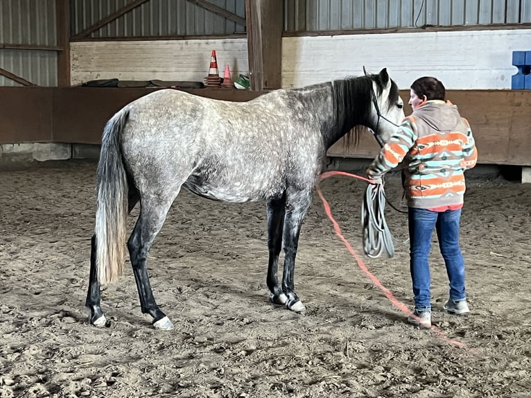 Mangalarga Marchador Stute 8 Jahre 149 cm Fliegenschimmel in Belmont-sur-Yverdon