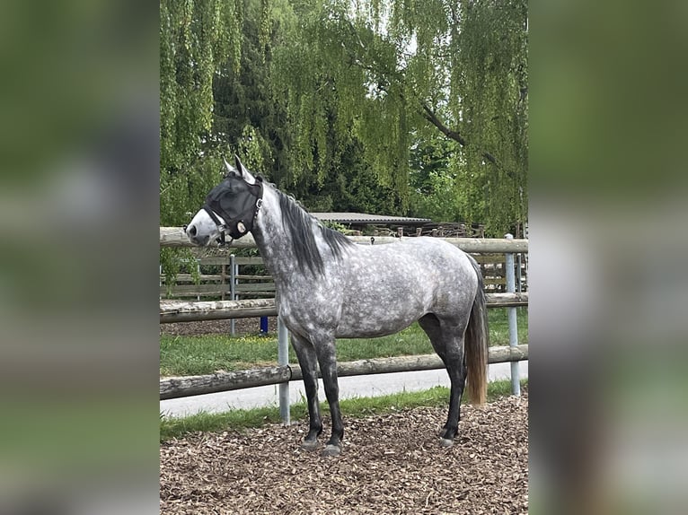Mangalarga Marchador Stute 8 Jahre 149 cm Fliegenschimmel in Belmont-sur-Yverdon
