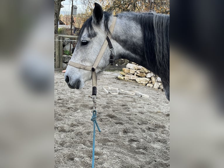 Mangalarga Marchador Stute 8 Jahre 149 cm Fliegenschimmel in Belmont-sur-Yverdon