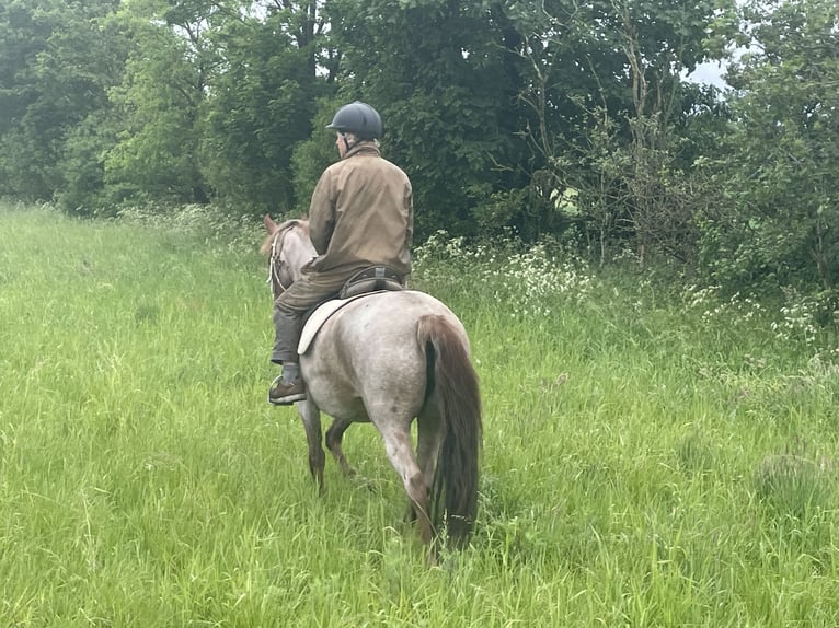 Mangalarga Marchador Stute 9 Jahre 149 cm Roan-Red in Skærbæk