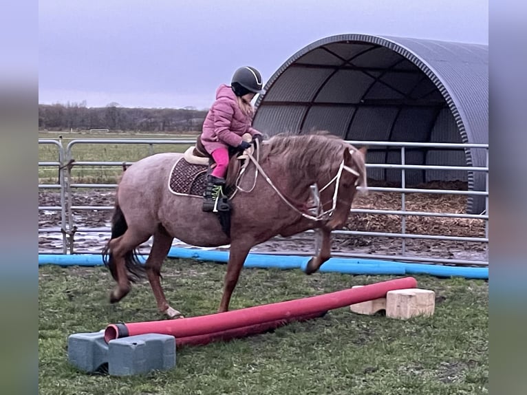 Mangalarga Marchador Stute 9 Jahre 149 cm Roan-Red in Skærbæk