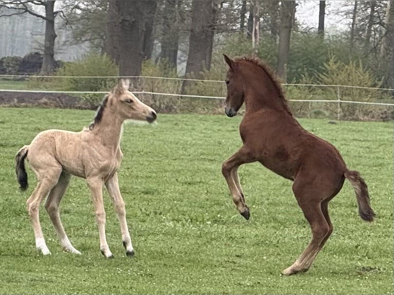Mangalarga Marchador Stute Fohlen (04/2025) 153 cm Buckskin in Neuenkirchen