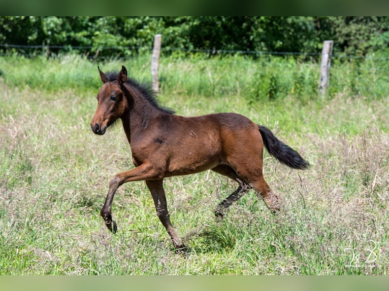 Mangalarga Marchador Stute  154 cm Dunkelbrauner in Welle
