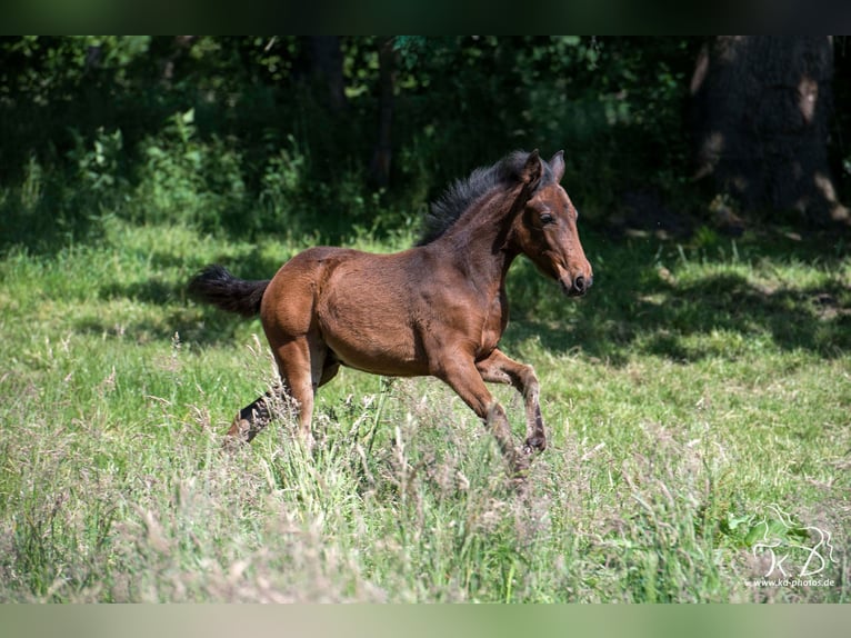 Mangalarga Marchador Stute  154 cm Dunkelbrauner in Welle