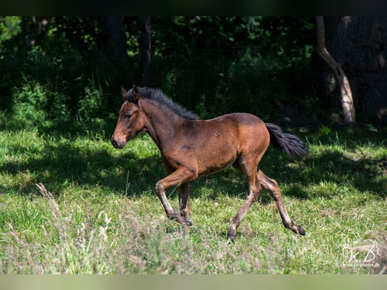 Mangalarga Marchador Stute  154 cm Dunkelbrauner in Welle