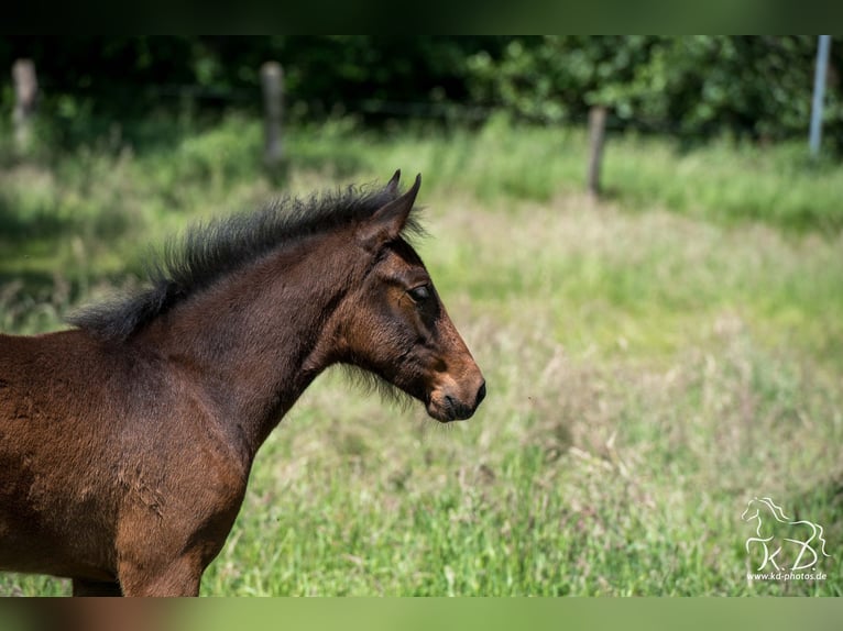 Mangalarga Marchador Stute  154 cm Dunkelbrauner in Welle