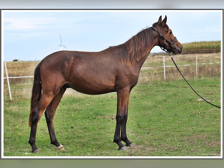 Mangalarga Marchador Wałach 1 Rok 153 cm Ciemnogniada in Neuenkirchen