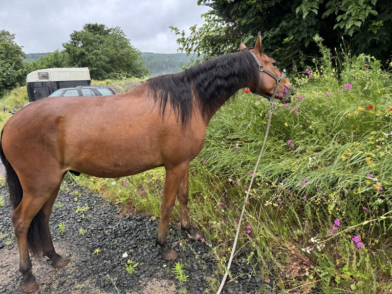 Mangalarga Marchador Wałach 2 lat 150 cm Jasnogniada in Züsch