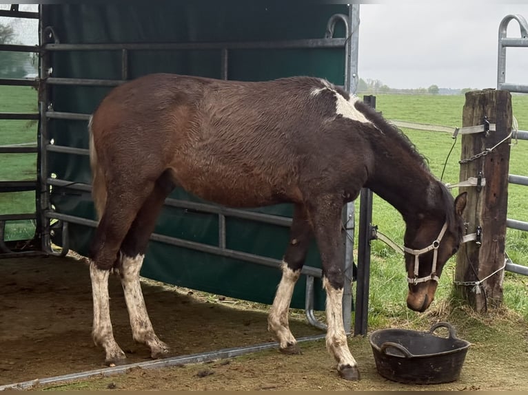 Mangalarga Marchador Wałach 2 lat 152 cm Srokata in Neuenkirchen